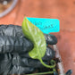 Low Variegation/Revert Epipremnum Pinnatum Albo Pothos (REHAB)