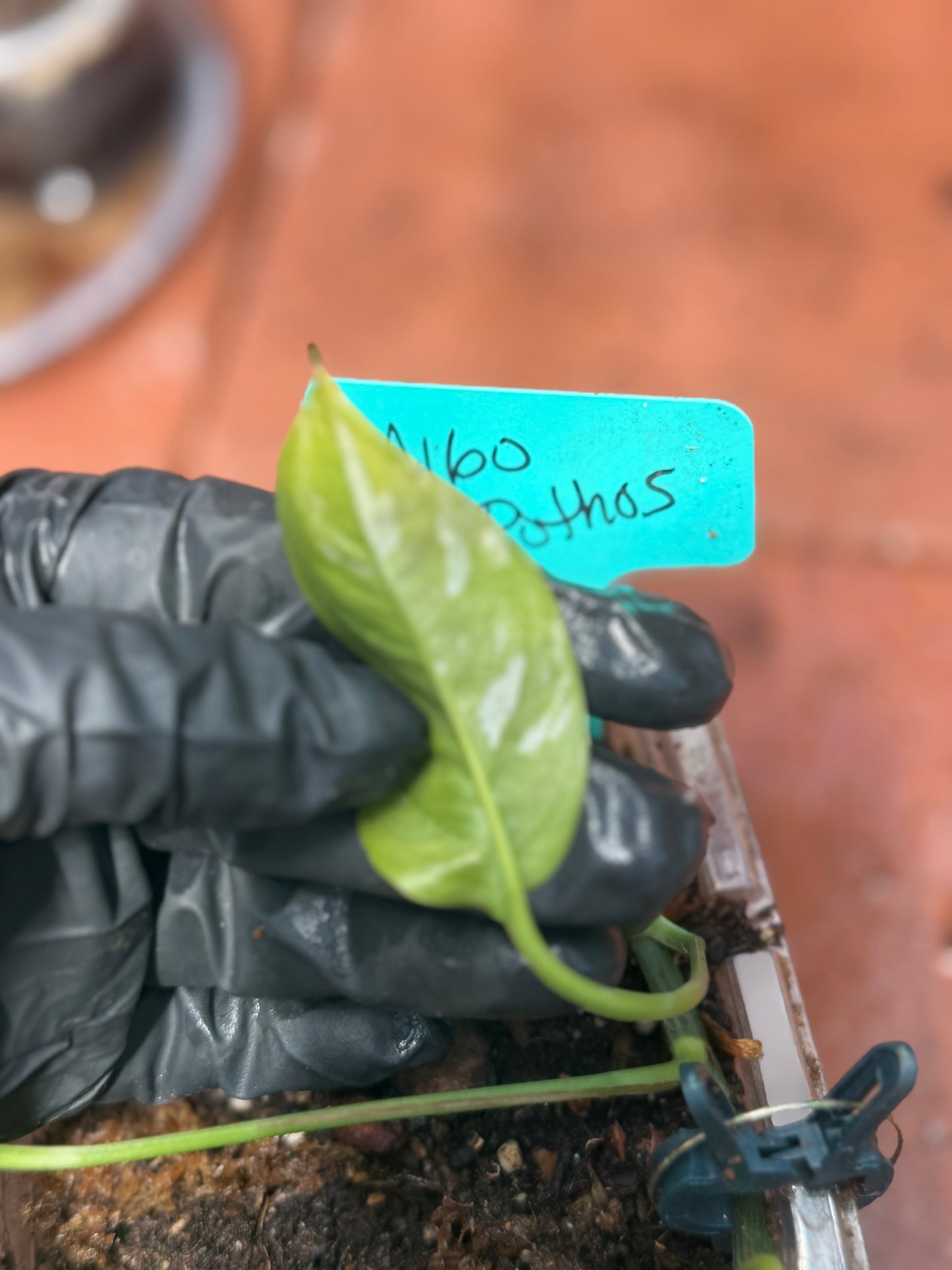 Low Variegation/Revert Epipremnum Pinnatum Albo Pothos (REHAB)