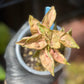 Syngonium Pink Rolli