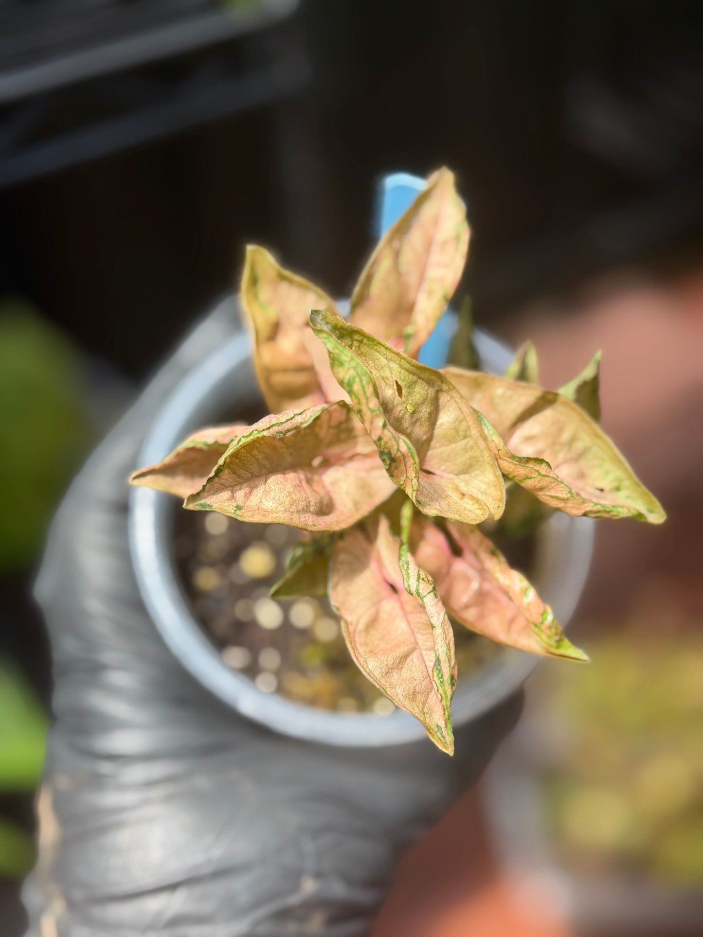 Syngonium Pink Rolli