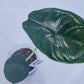 Alocasia Green Unicorn