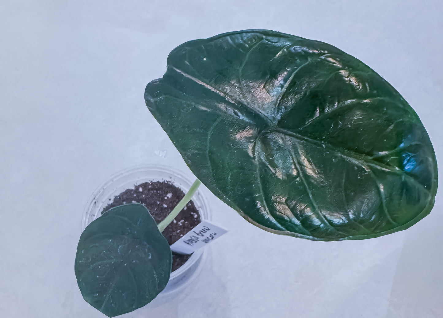 Alocasia Green Unicorn