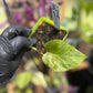 Epipremnum Aureum Jade Pothos -SPORT VARIGATED MUTANT