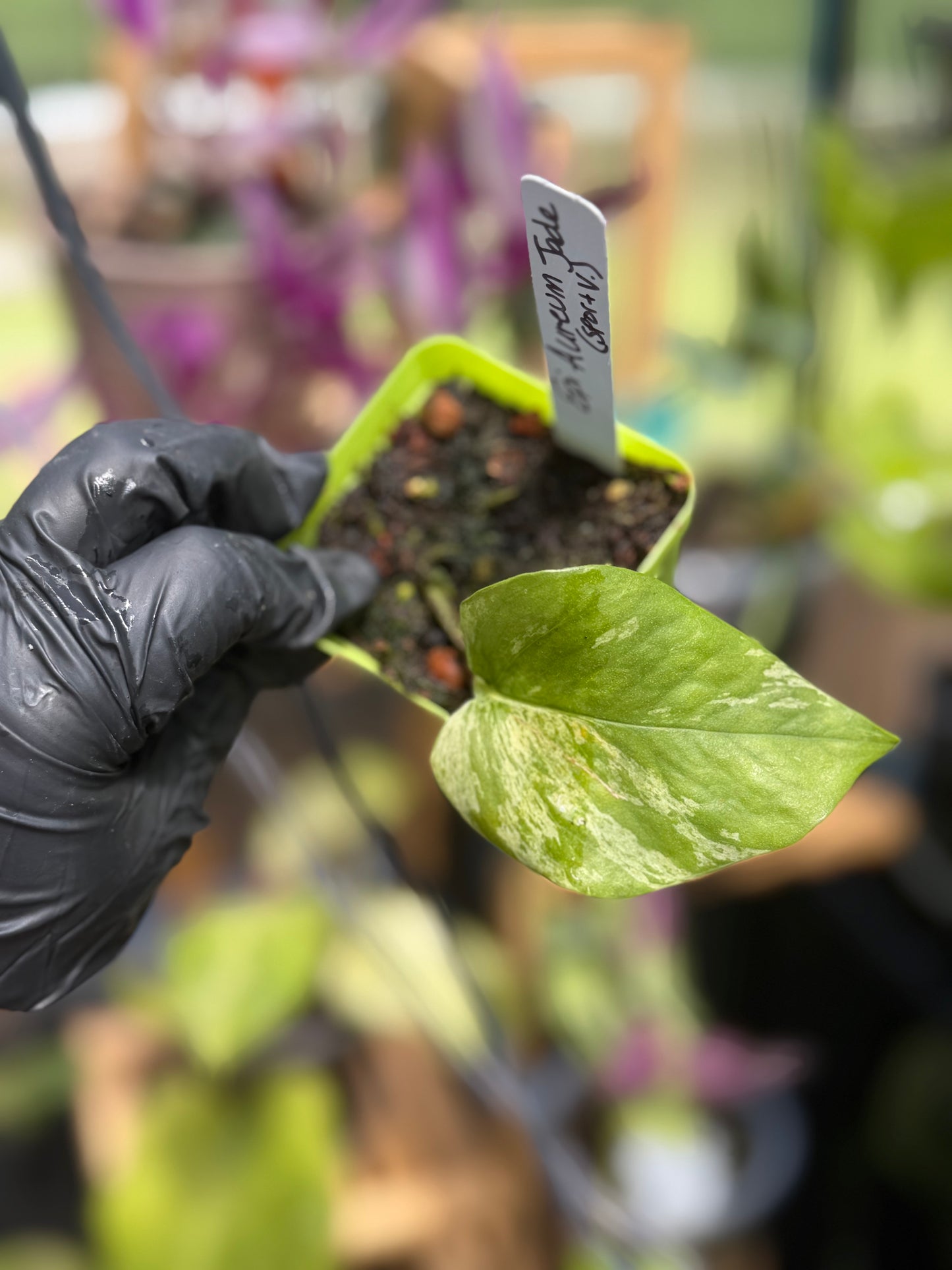 Epipremnum Aureum Jade Pothos -SPORT VARIGATED MUTANT