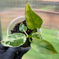 Philodendron Jose Buono