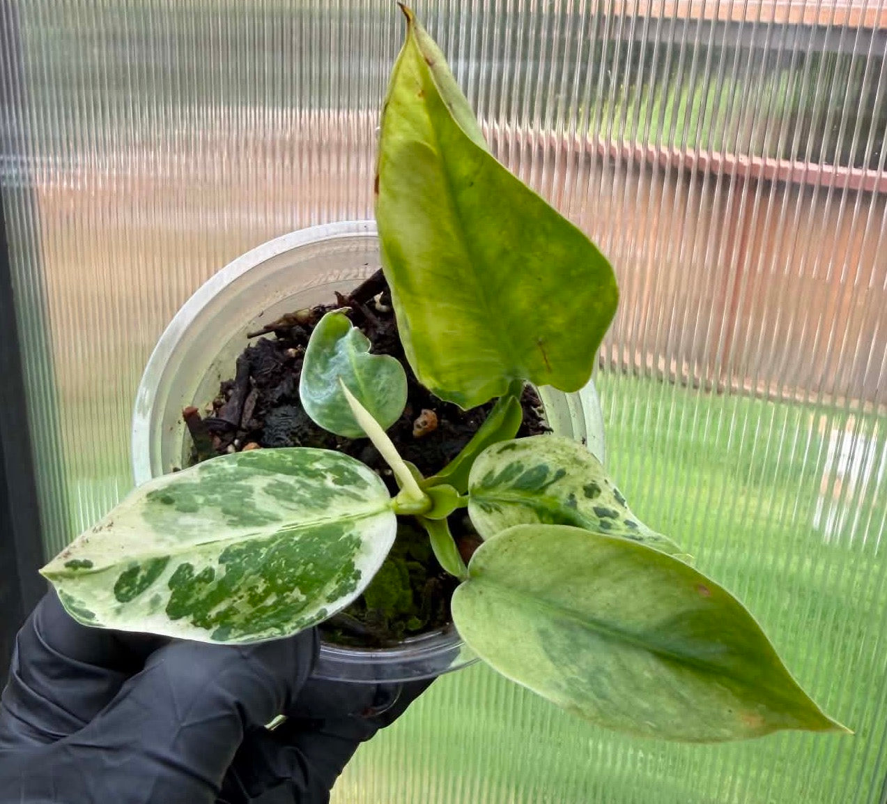 Philodendron Jose Buono