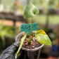 Seed Grown Monstera Deliciousa