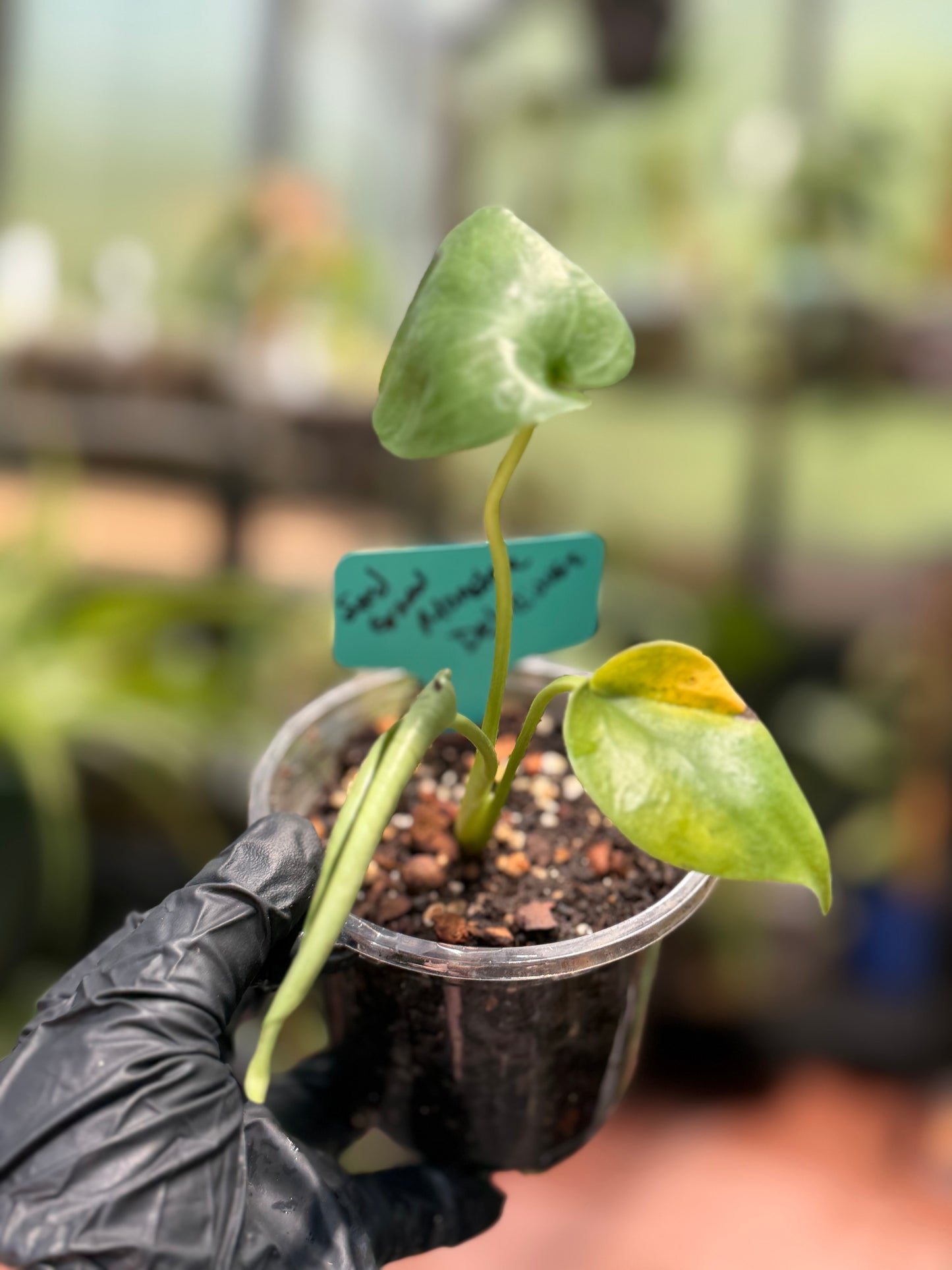 Seed Grown Monstera Deliciousa