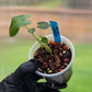 Alocasia Portei