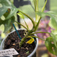 Rhaphidophora Tetrasperma 'White Monster’ ‘Mint’