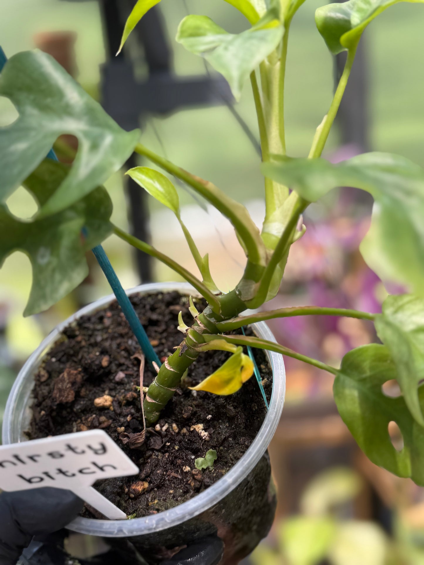 Rhaphidophora Tetrasperma 'White Monster’ ‘Mint’