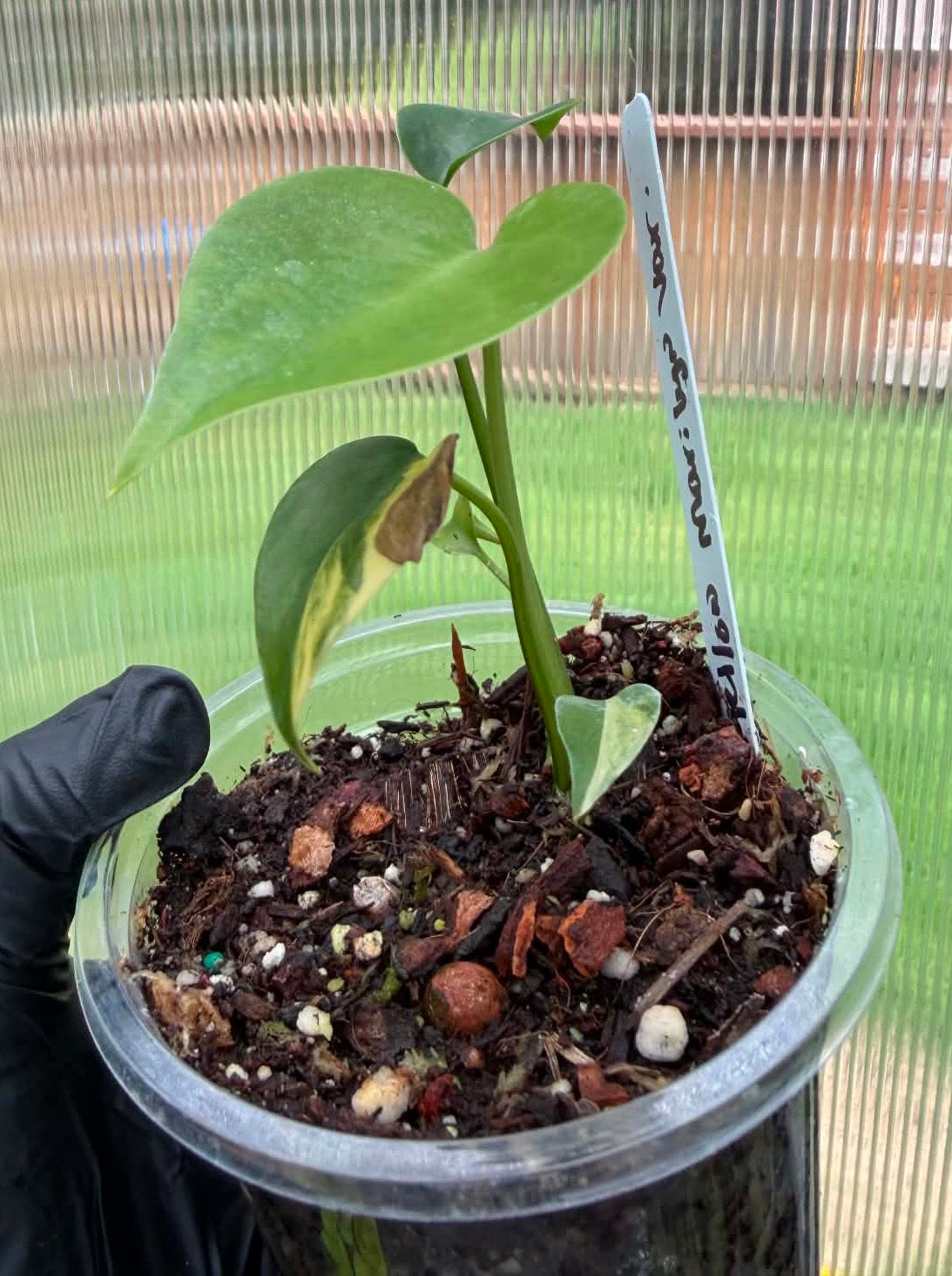 Monstera Deliciosa Yellow Marilyn