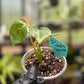 Seed Grown Monstera Deliciousa