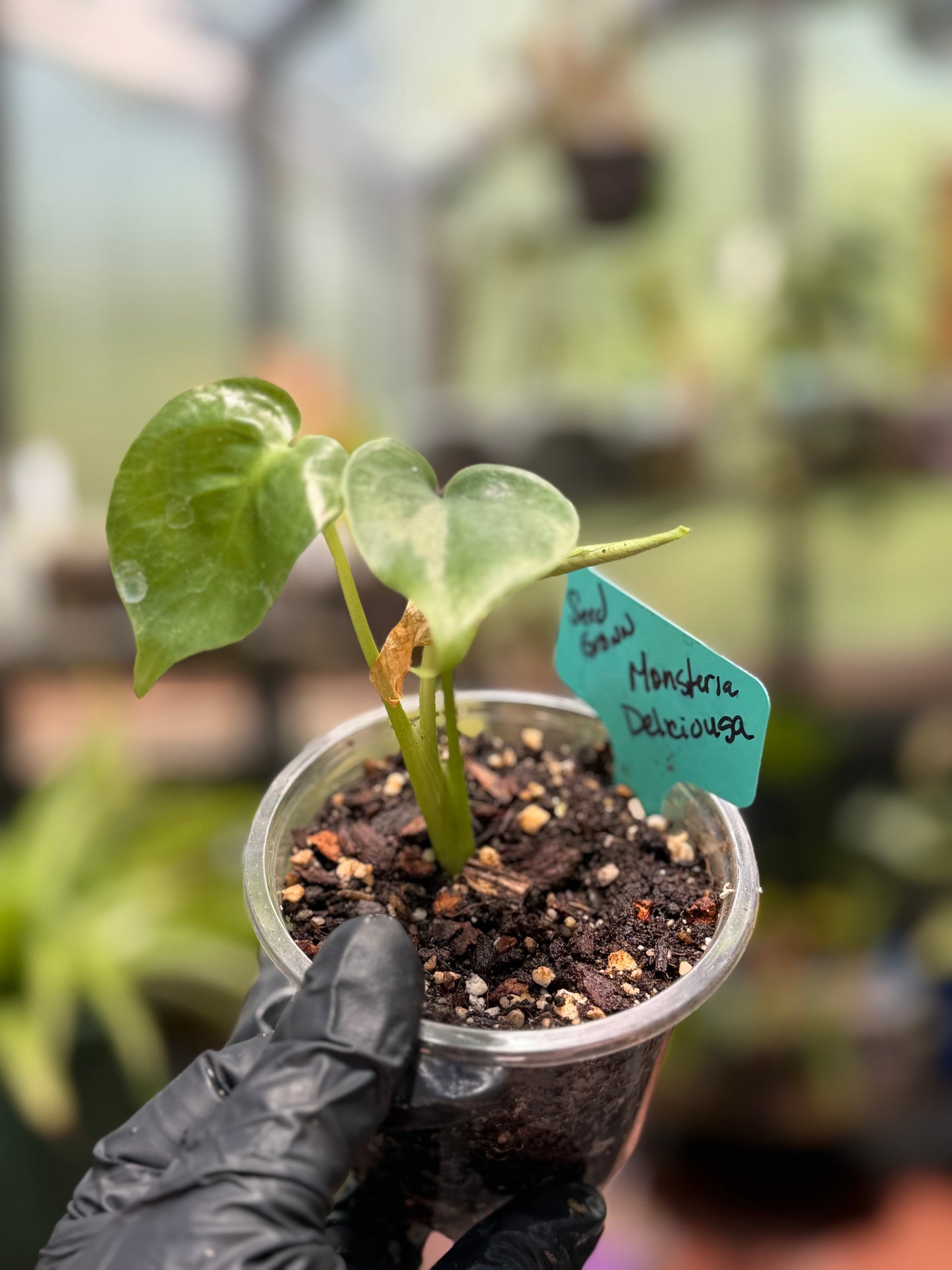 Seed Grown Monstera Deliciousa
