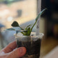 Philodendron Birkin