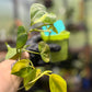 Philodendron Hederaceum Brasil Pothos