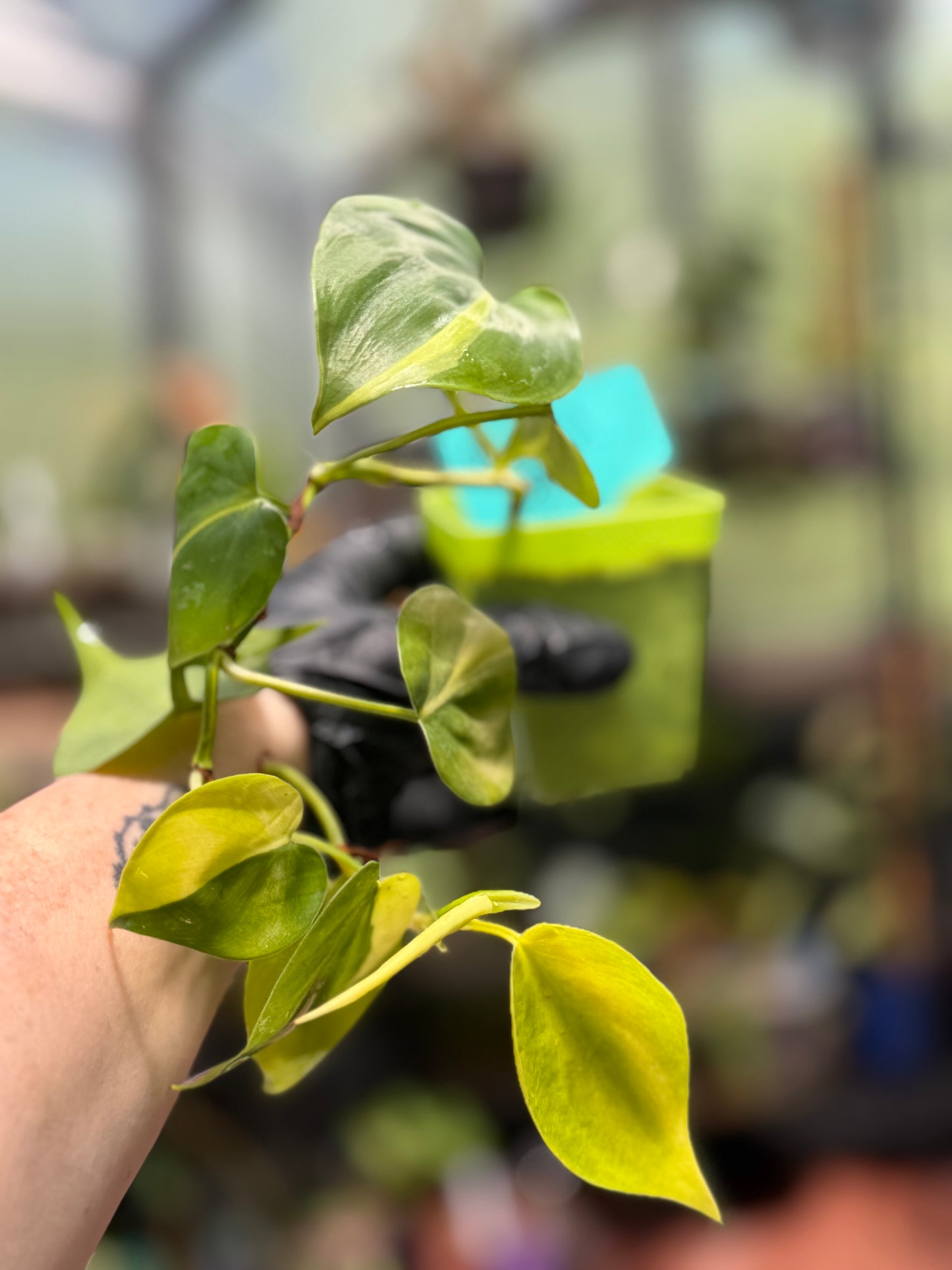 Philodendron Hederaceum Brasil Pothos