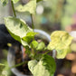 Syngonium Podophyllum 'Green Splash'