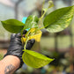 Epipremnum Aureum Golden Pothos