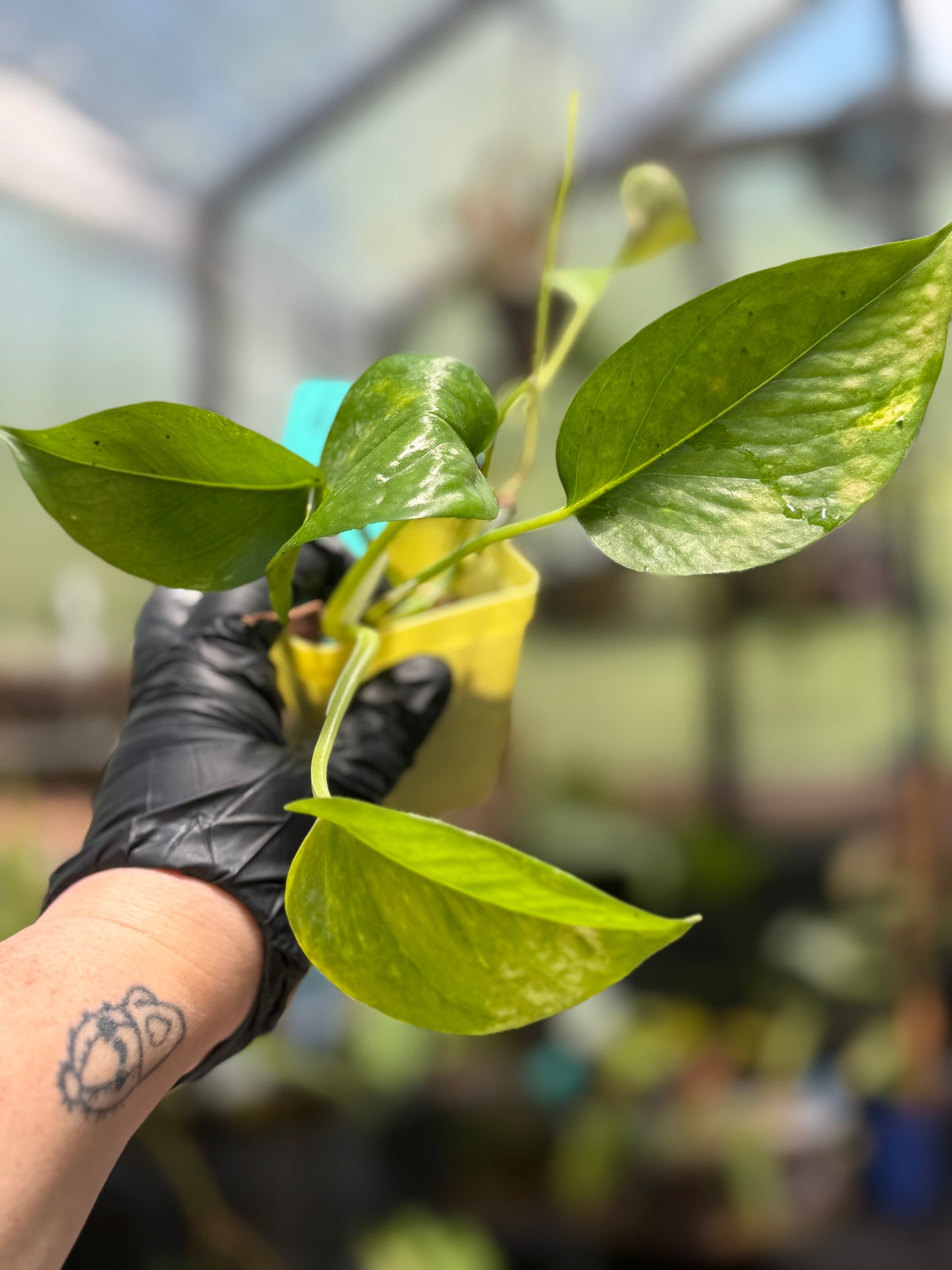 Epipremnum Aureum Golden Pothos