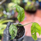 Epipremnum Pinnatum Marble King