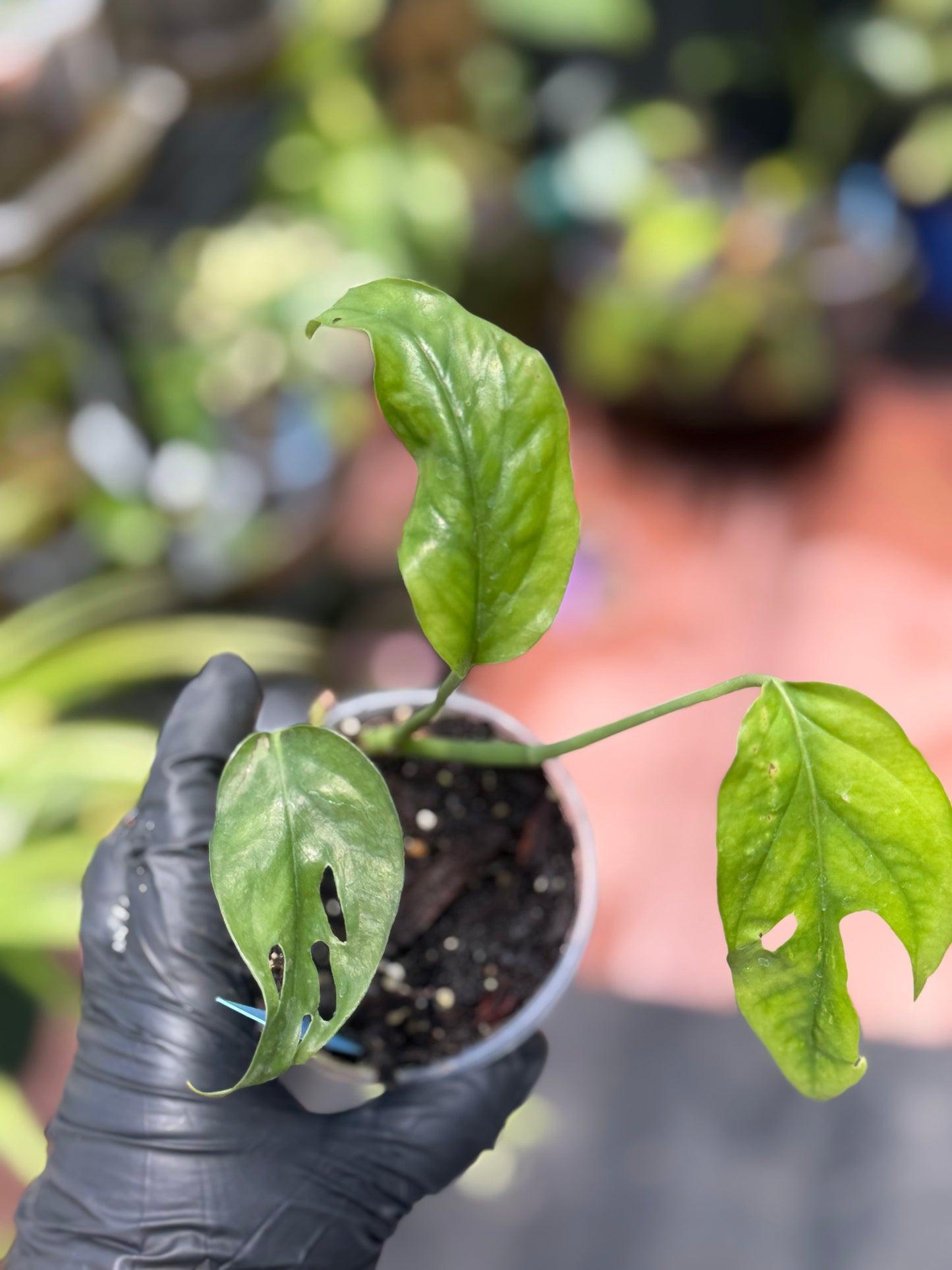 Epipremnum Pinnatum Marble King