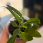 Philodendron Florida Ghost Mint