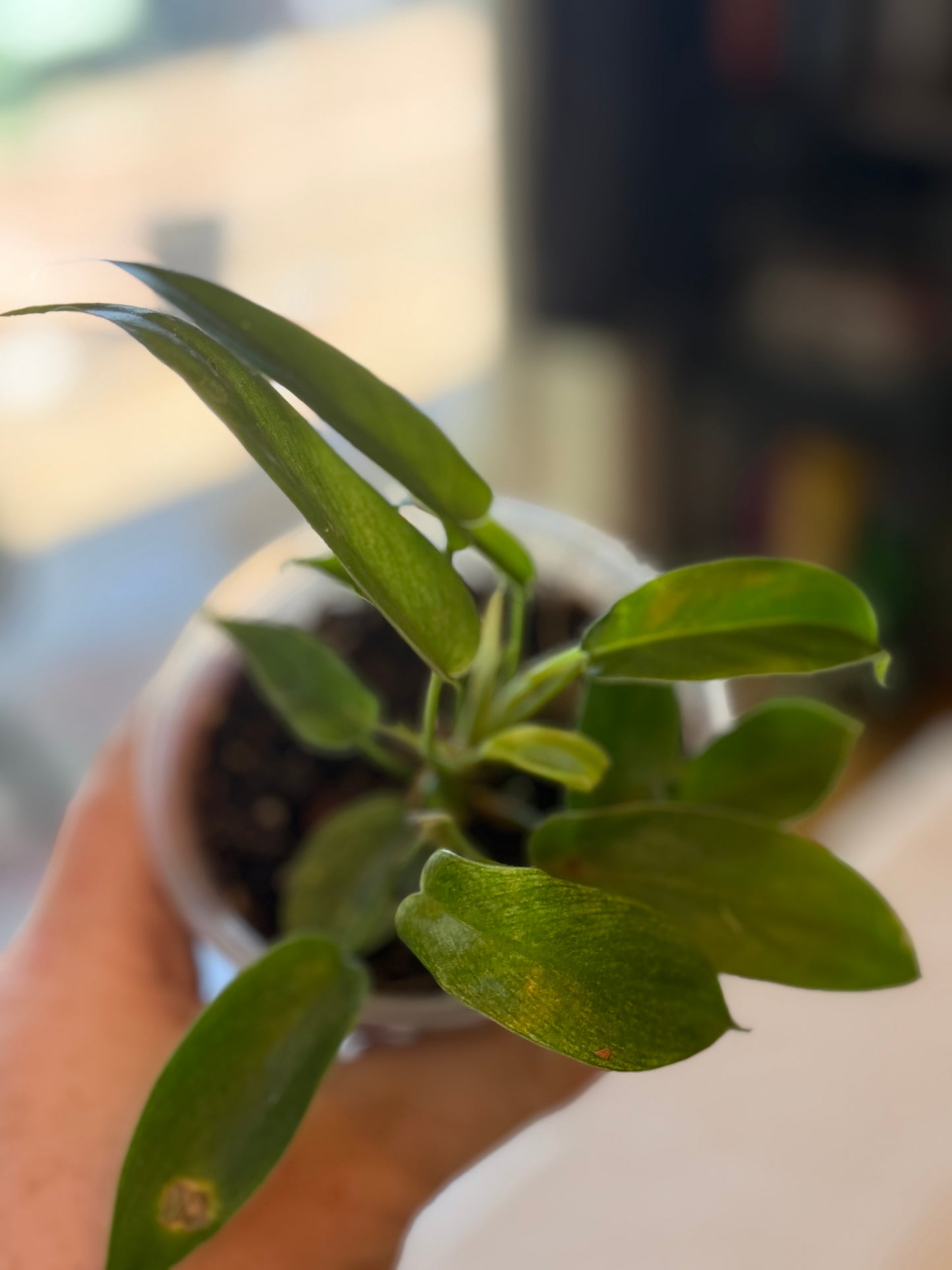 Philodendron Florida Ghost Mint