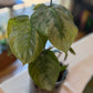 Philodendron Mamei Silver Cloud