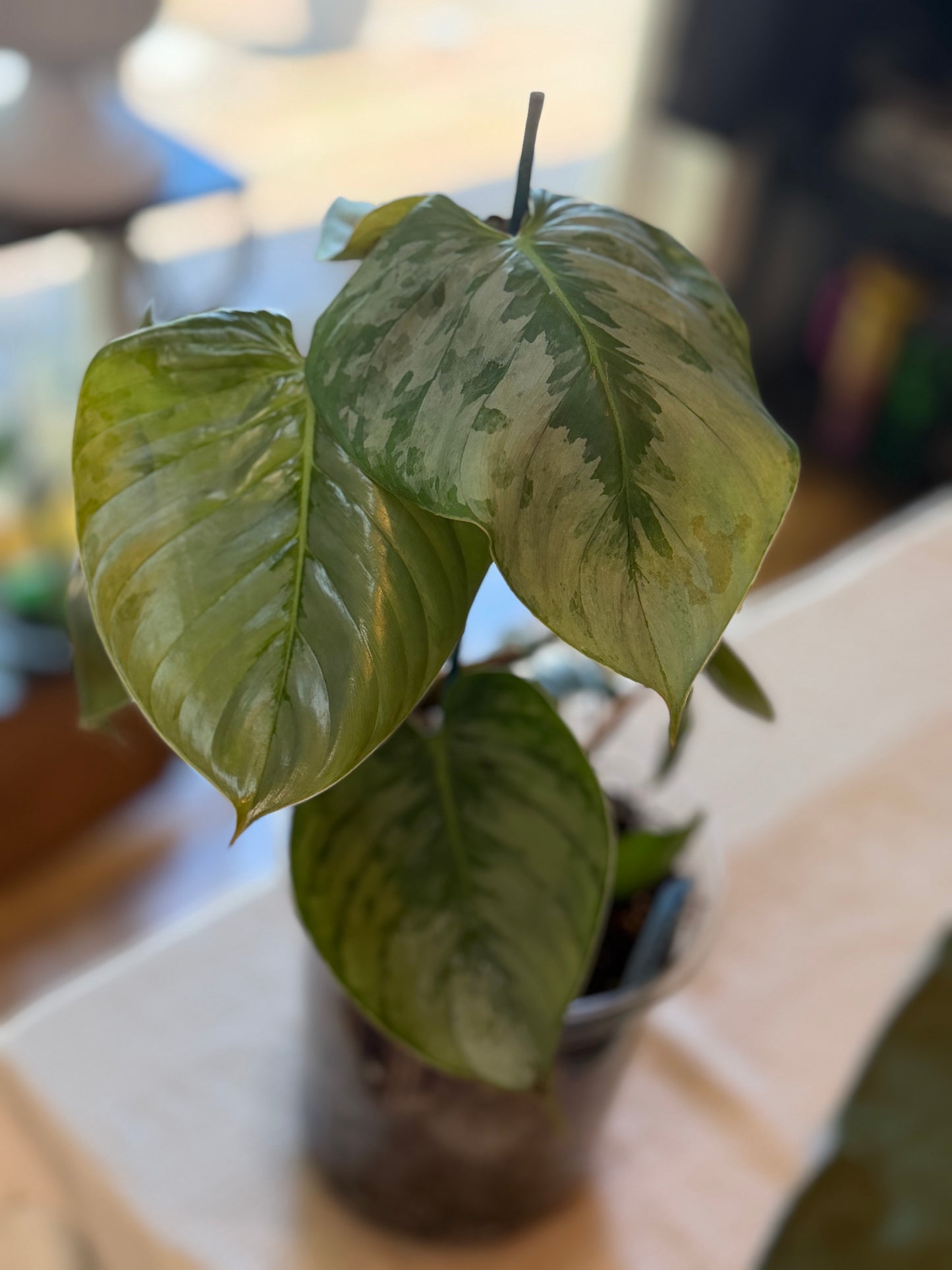 Philodendron Mamei Silver Cloud