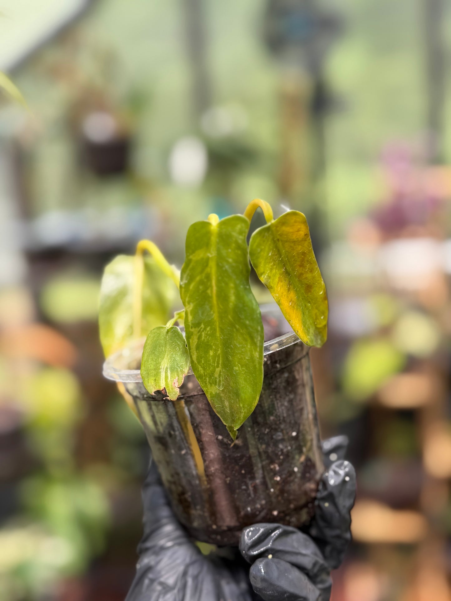 Golden Dragon Philodendron