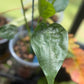 Buddha's Hand Alocasia