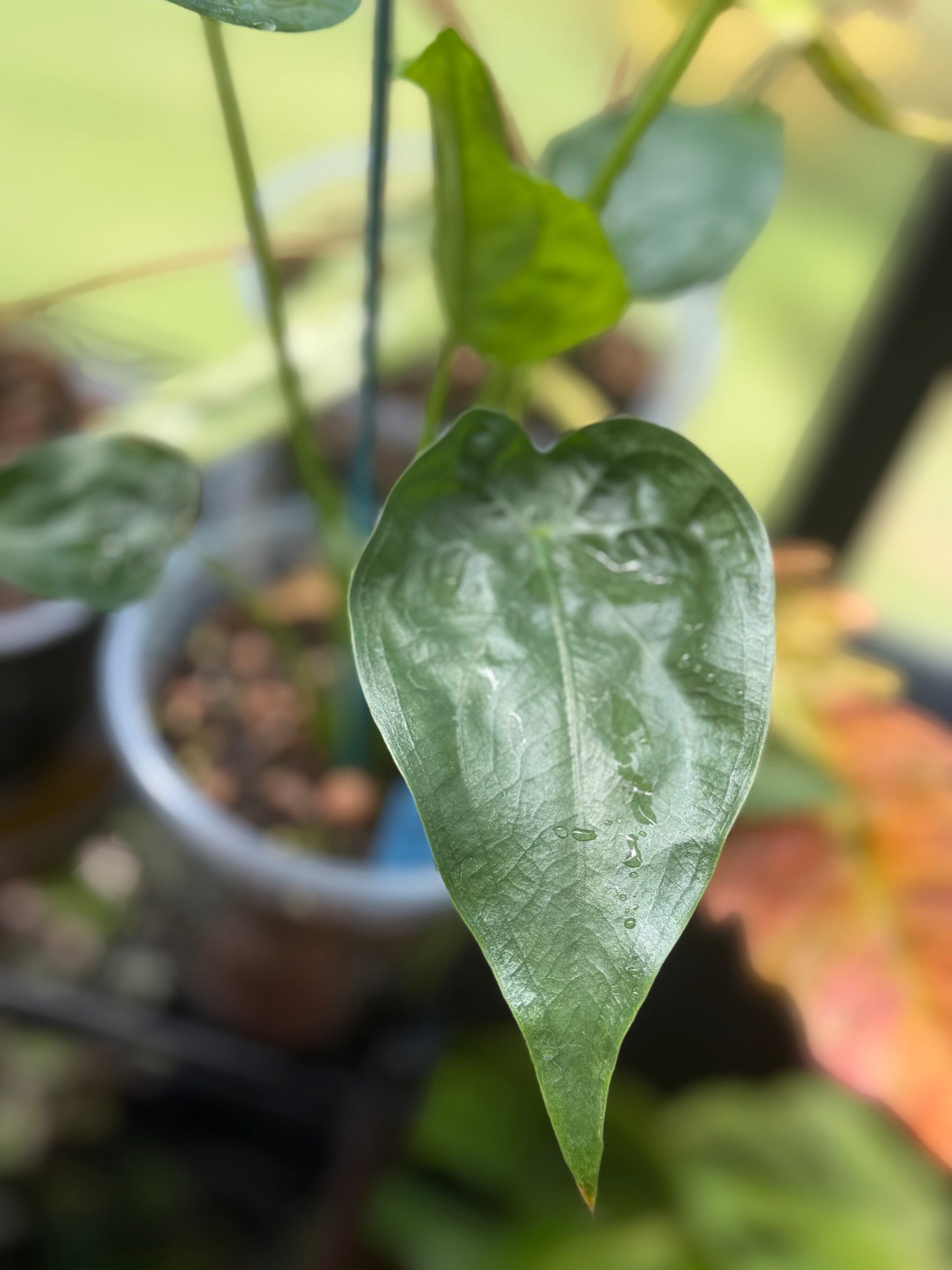 Buddha's Hand Alocasia