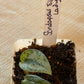 Scindapsus Silver Lady Starter