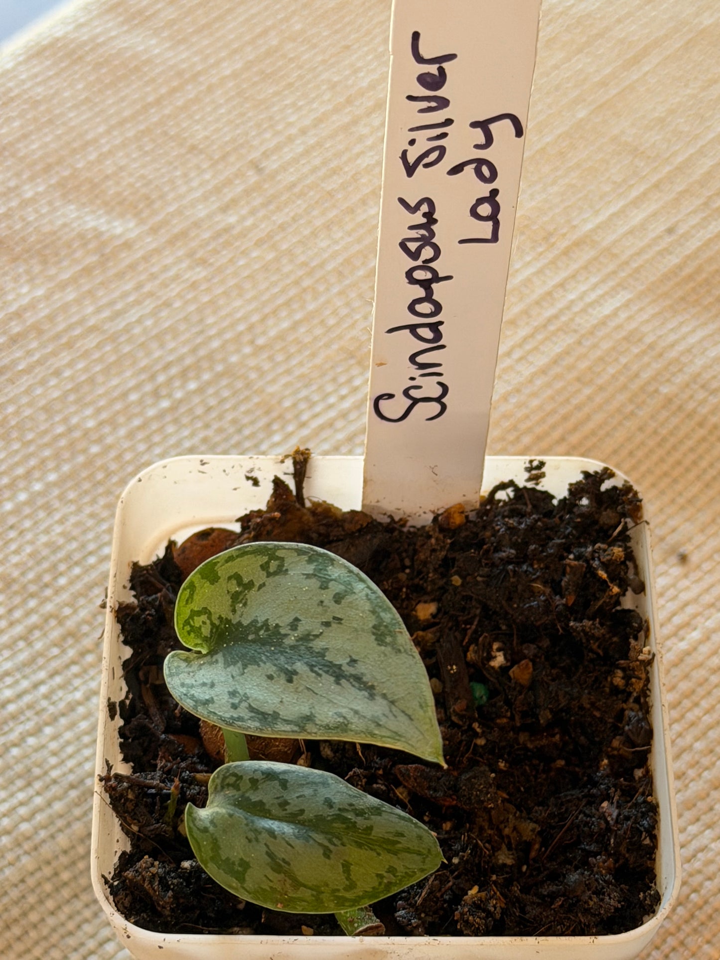 Scindapsus Silver Lady Starter