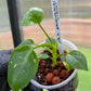 Philodendron Warscewiczii Tricolor