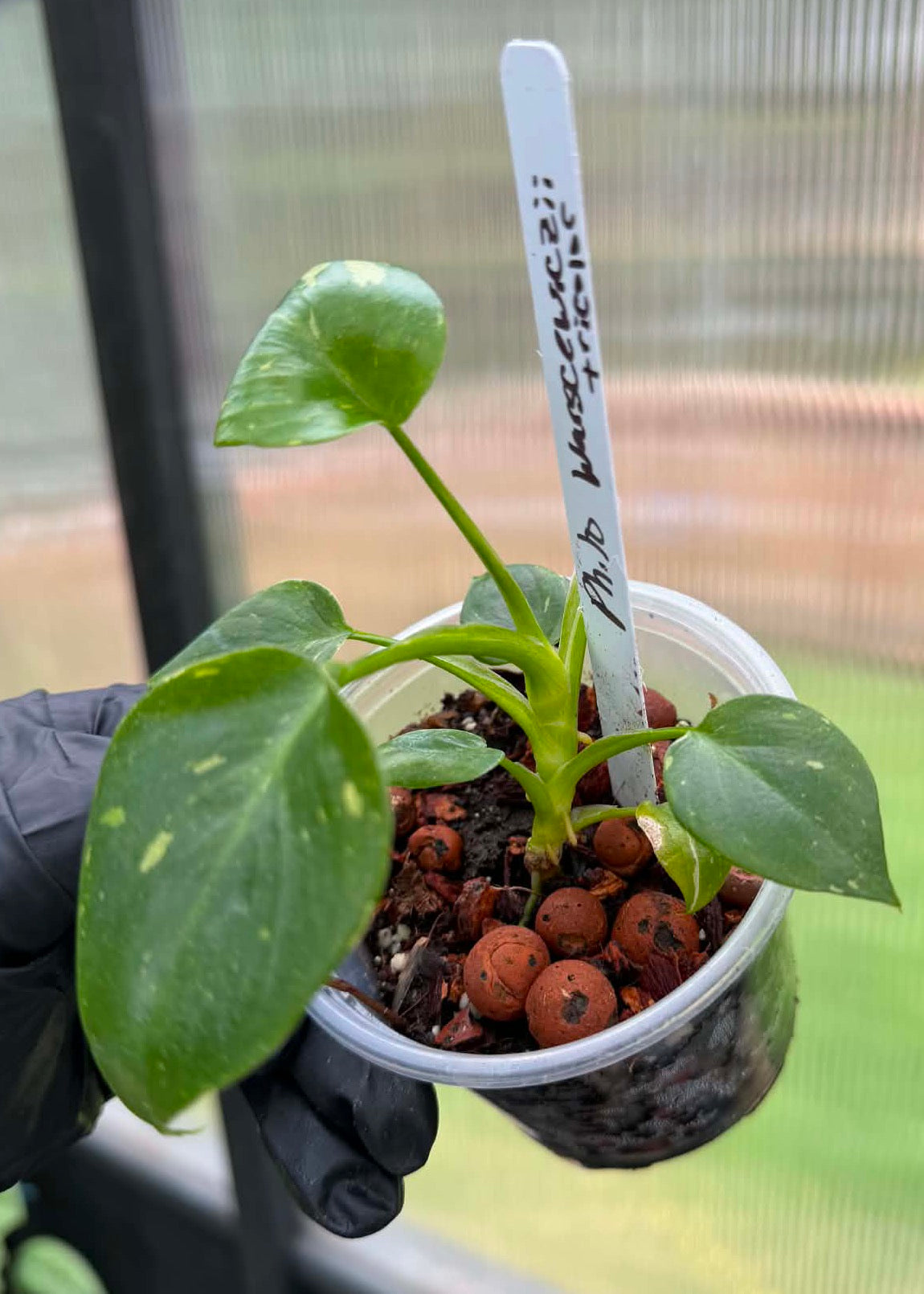 Philodendron Warscewiczii Tricolor