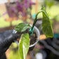 Epipremnum Pinnatum Albo Variegated