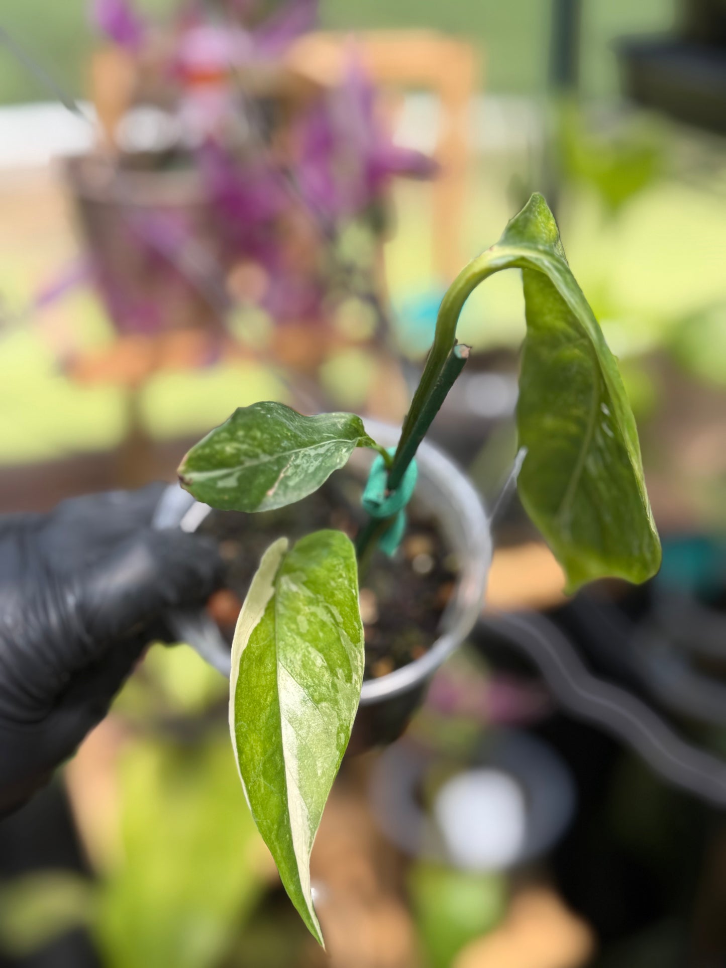Epipremnum Pinnatum Albo Variegated