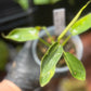 Philodendron Spiritus Sancti