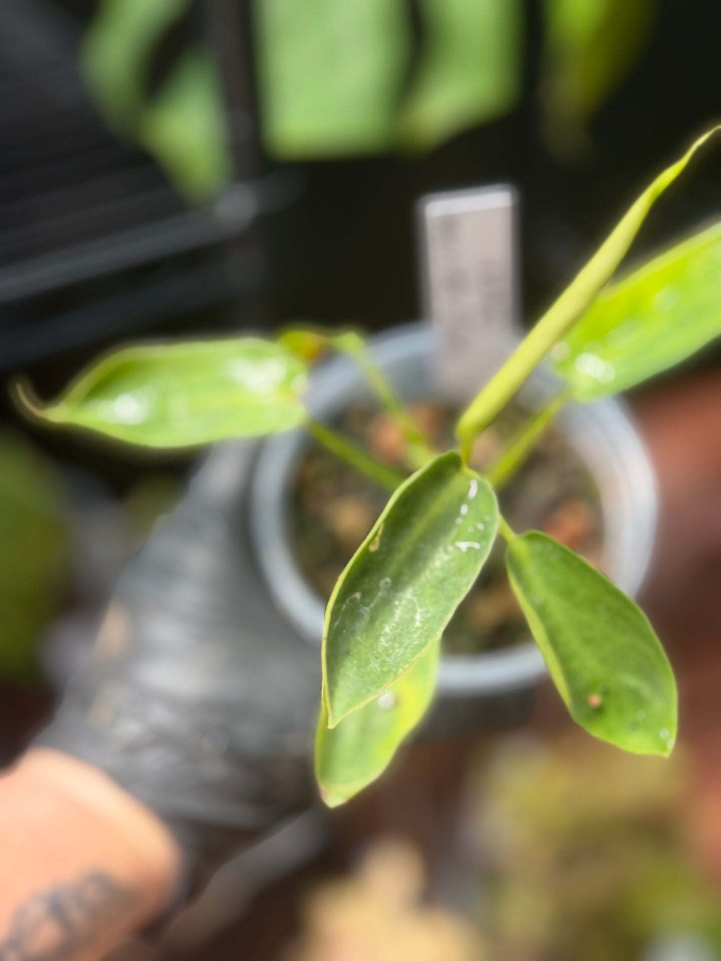 Philodendron Spiritus Sancti