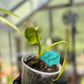Golden Dragon Philodendron