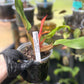Philodendron Orange Marmalade