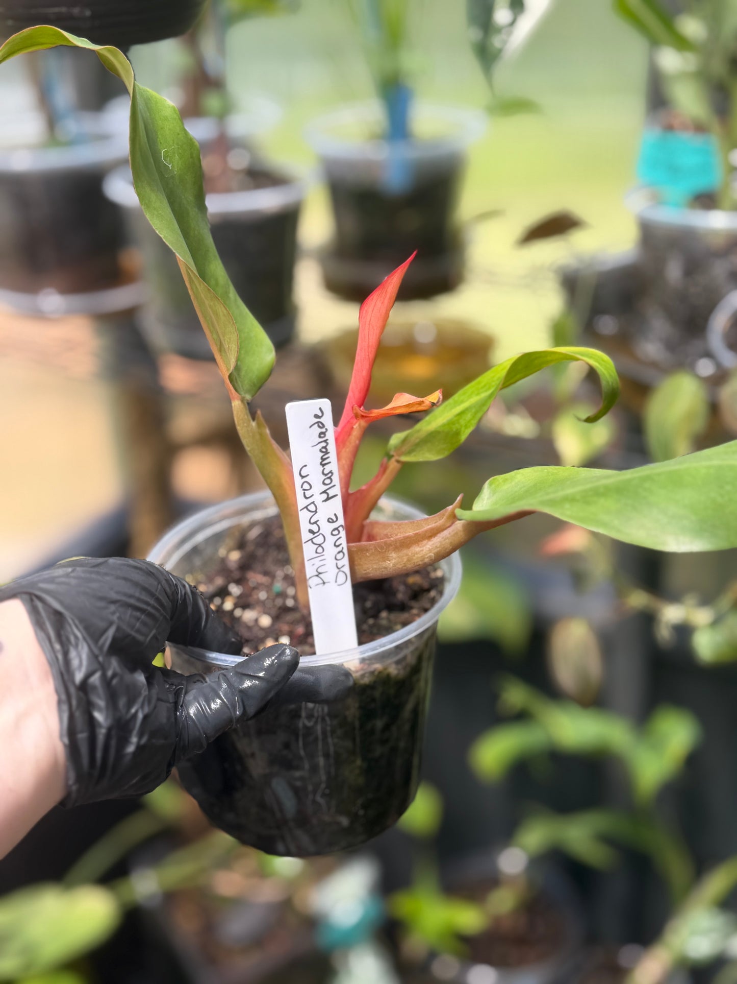 Philodendron Orange Marmalade