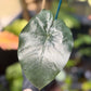 Alocasia Pink Princess