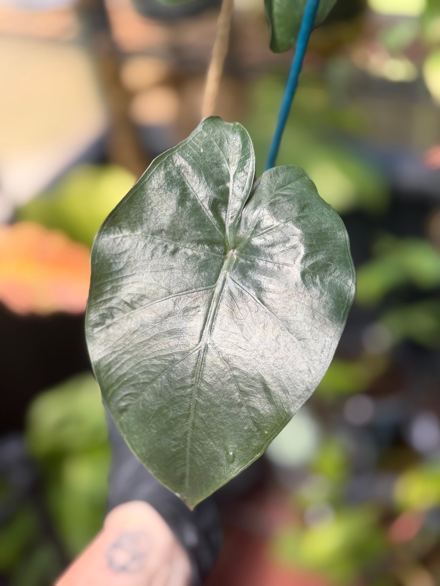 Alocasia Pink Princess