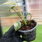 Monstera Deliciosa White Monster
