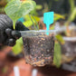 Alocasia Green Unicorn (REHAB)