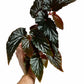 Begonia Black Magic