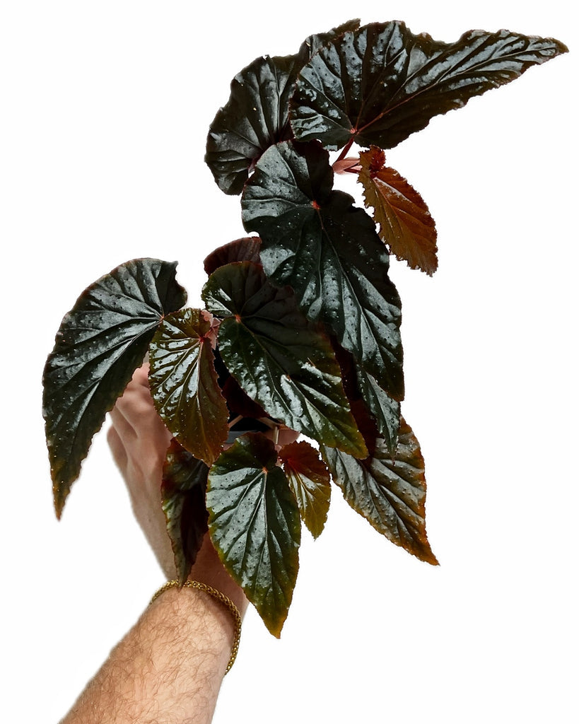 Begonia Black Magic